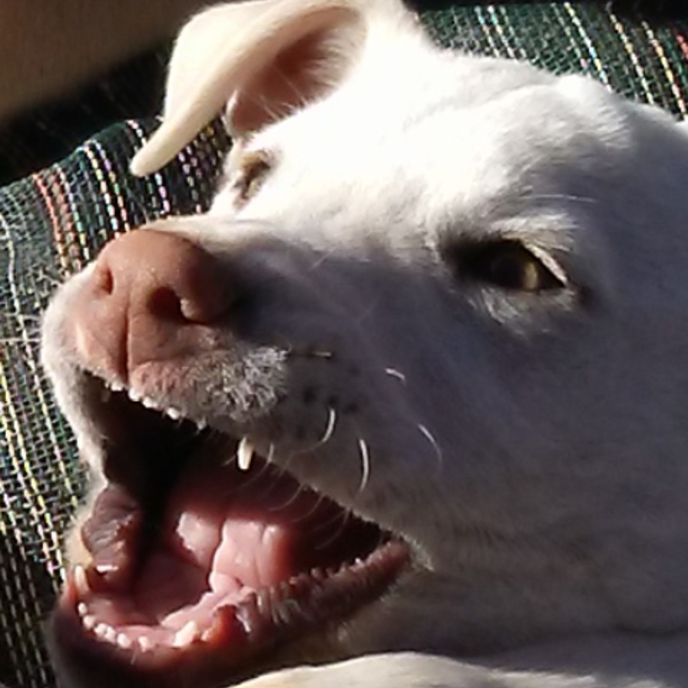 Meet your Posher, Viridiana